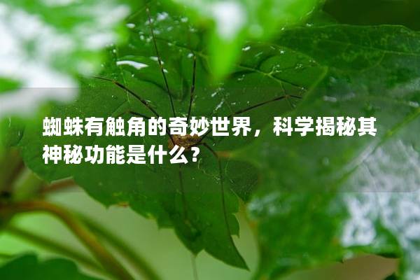 蜘蛛有觸角的奇妙世界，科學揭秘其神秘功能是什么？